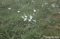 VBS_1149 - Fioritura narcisi a Castelnuovo Nigra 2023